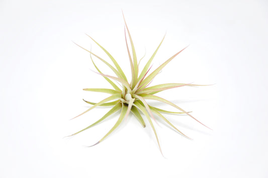 Tillandsia 'Redy's Best'