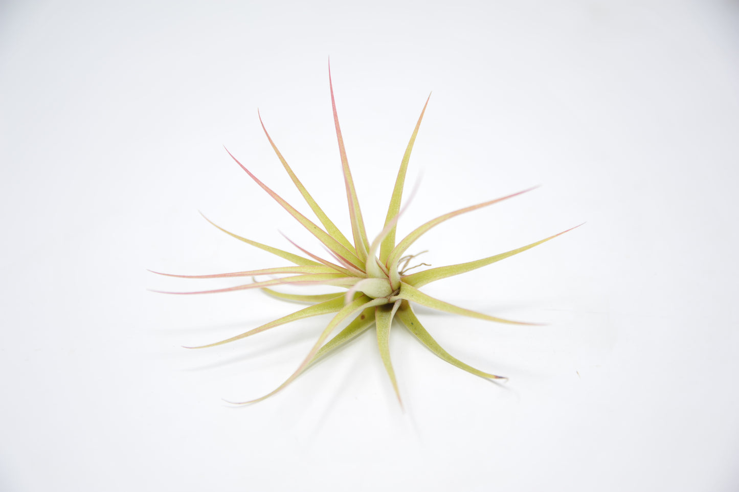 Tillandsia 'Redy's Best'