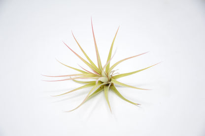 Tillandsia 'Redy's Best' - Rainforest Flora