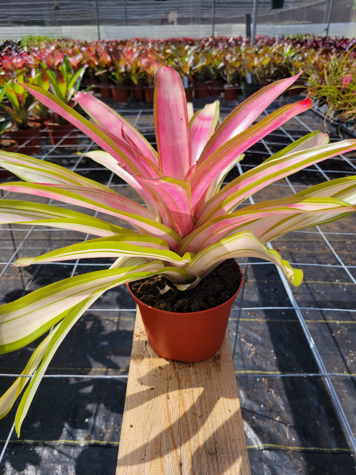 Neoregelia 'Ardie'