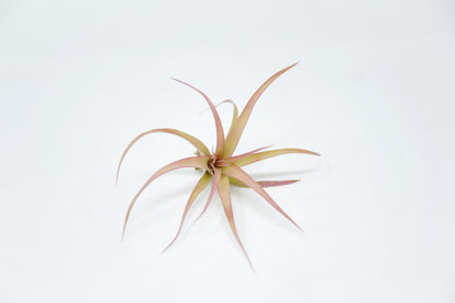 Tillandsia rothii