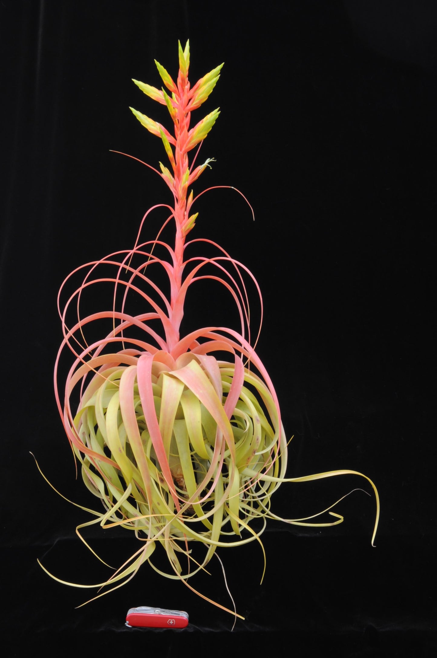 Tillandsia rothii