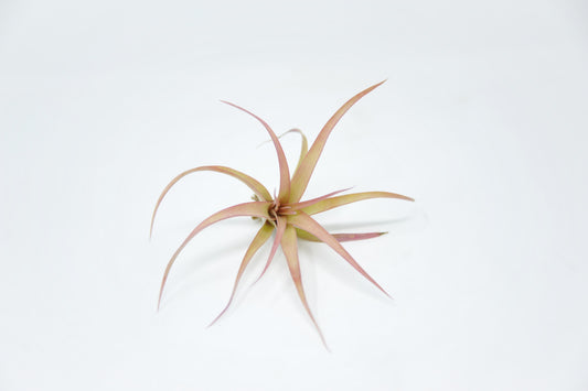 Tillandsia rothii