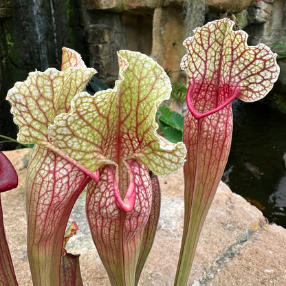 Sarracenia ‘White Wizard’