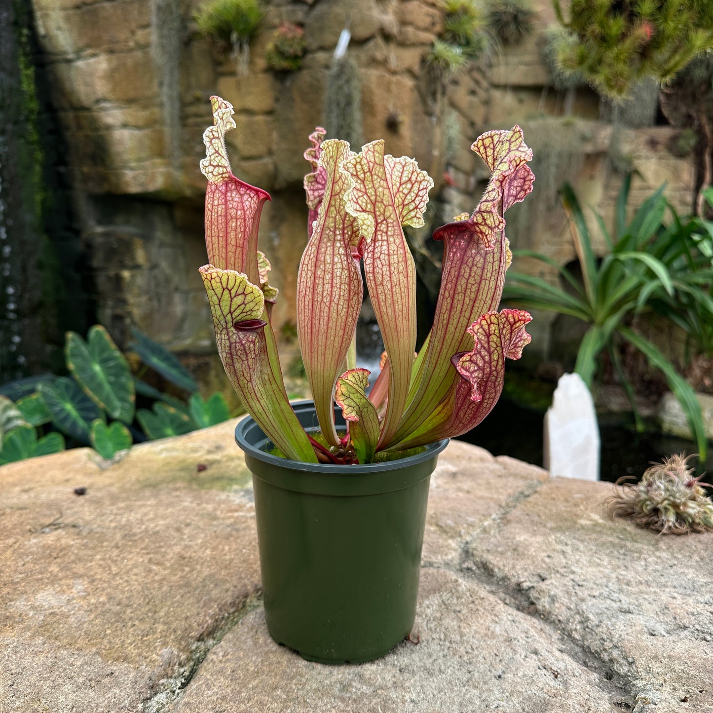 Sarracenia ‘White Wizard’
