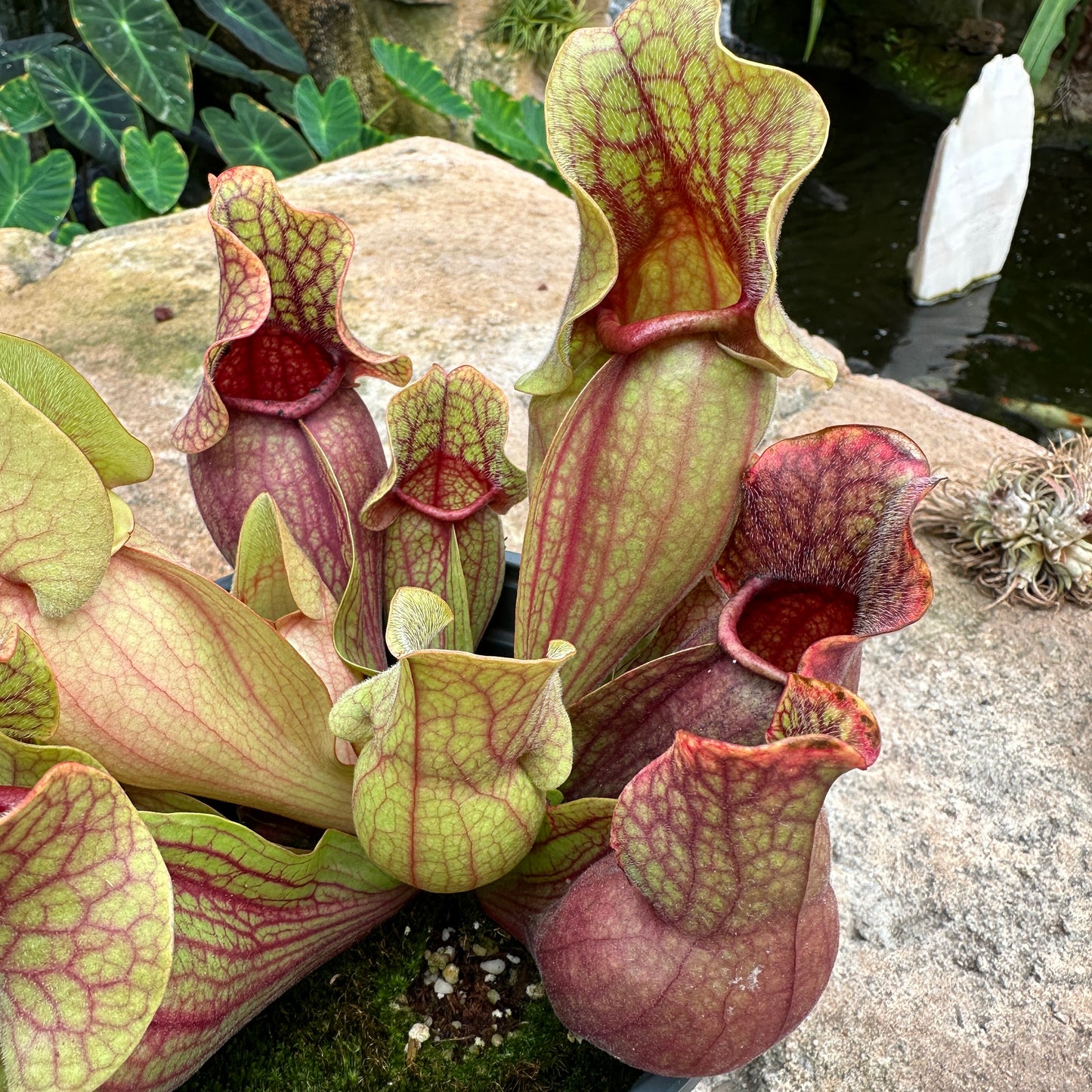 Sarracenia purpurea - Purple Pitcher Plant