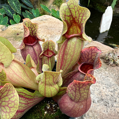 Sarracenia purpurea - Purple Pitcher Plant