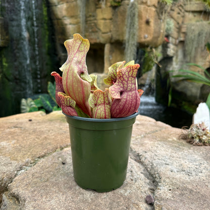 Sarracenia purpurea - Purple Pitcher Plant