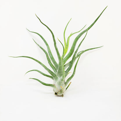 Tillandsia 'Showtime'