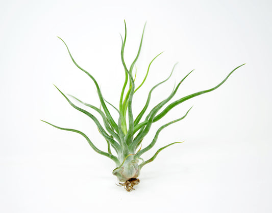 Tillandsia 'Showtime'