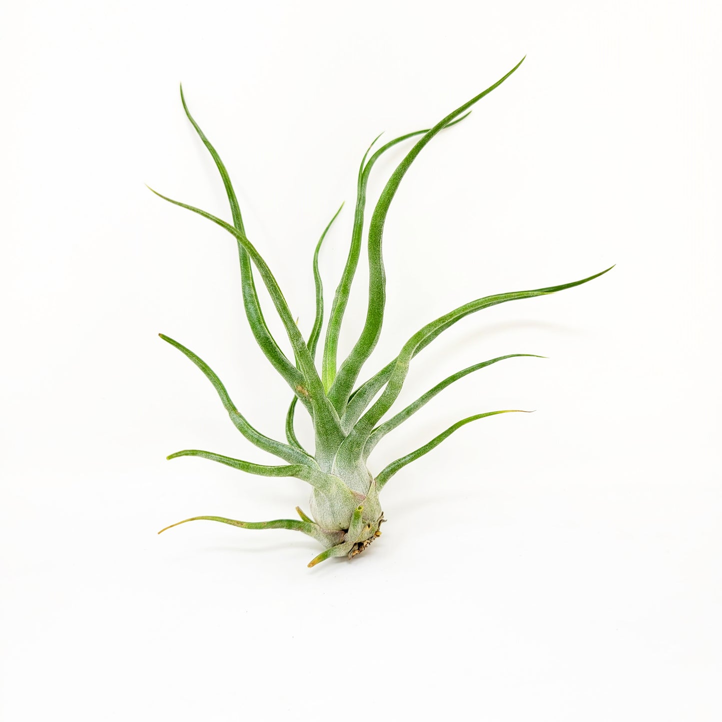 Tillandsia 'Showtime'