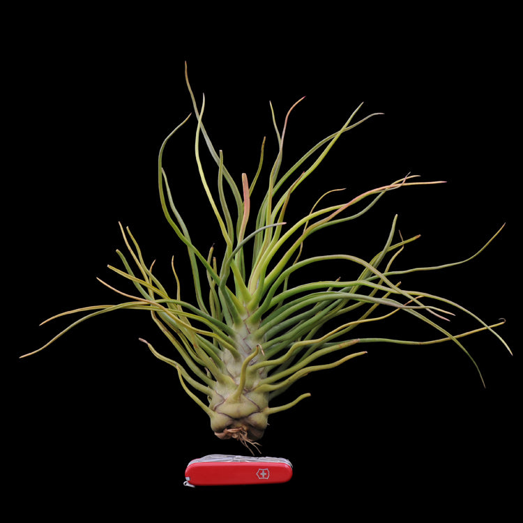 Tillandsia 'Showtime'