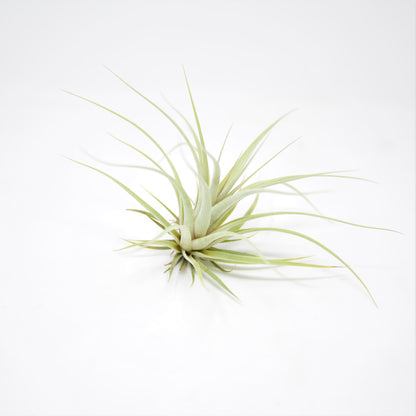 Tillandsia 'Silver Queen'