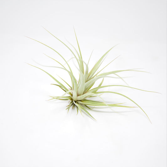 Tillandsia 'Silver Queen'