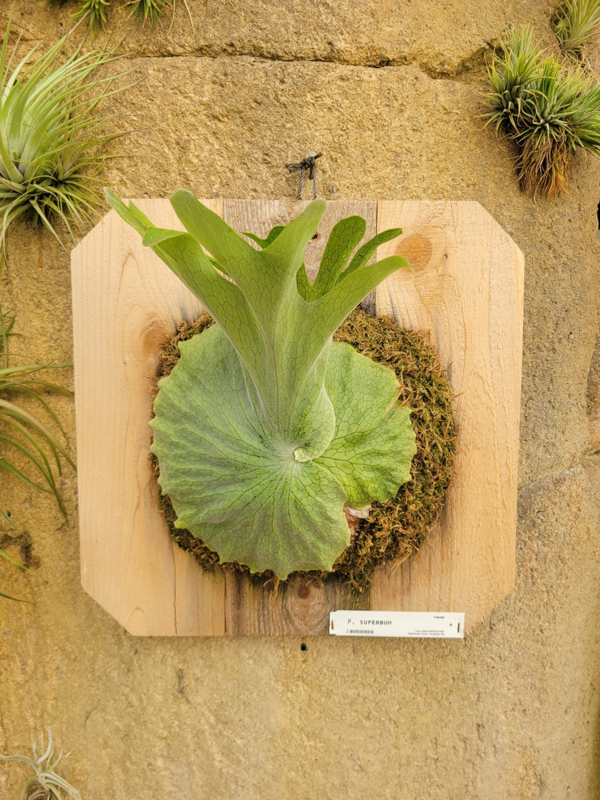 Platycerium superbum (Staghorn fern)