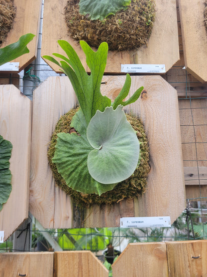 Platycerium superbum (Staghorn fern)