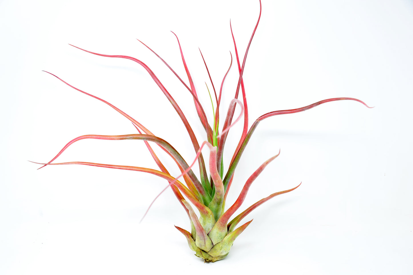 Tillandsia 'Rex'