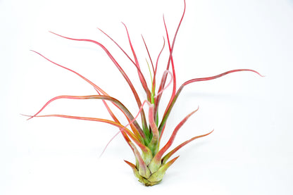 Tillandsia 'Rex'