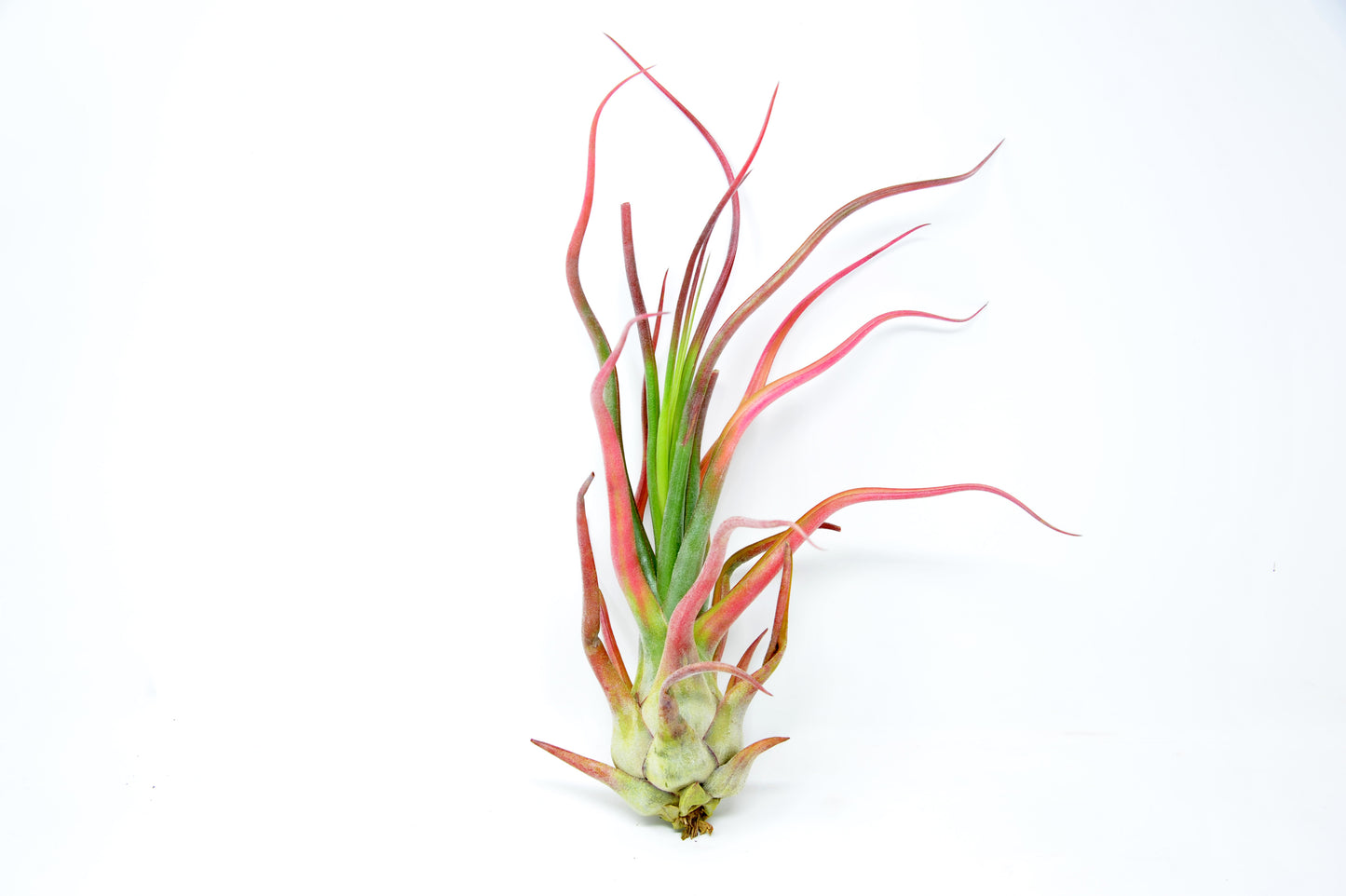 Tillandsia 'Rex'