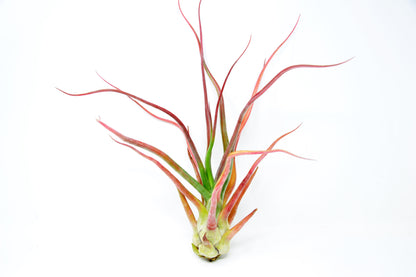 Tillandsia 'Rex'