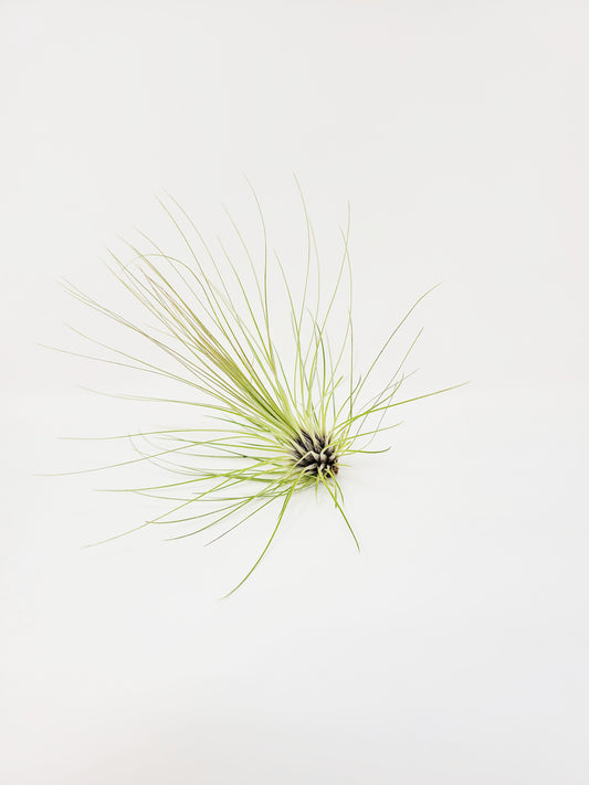 Tillandsia filifolia