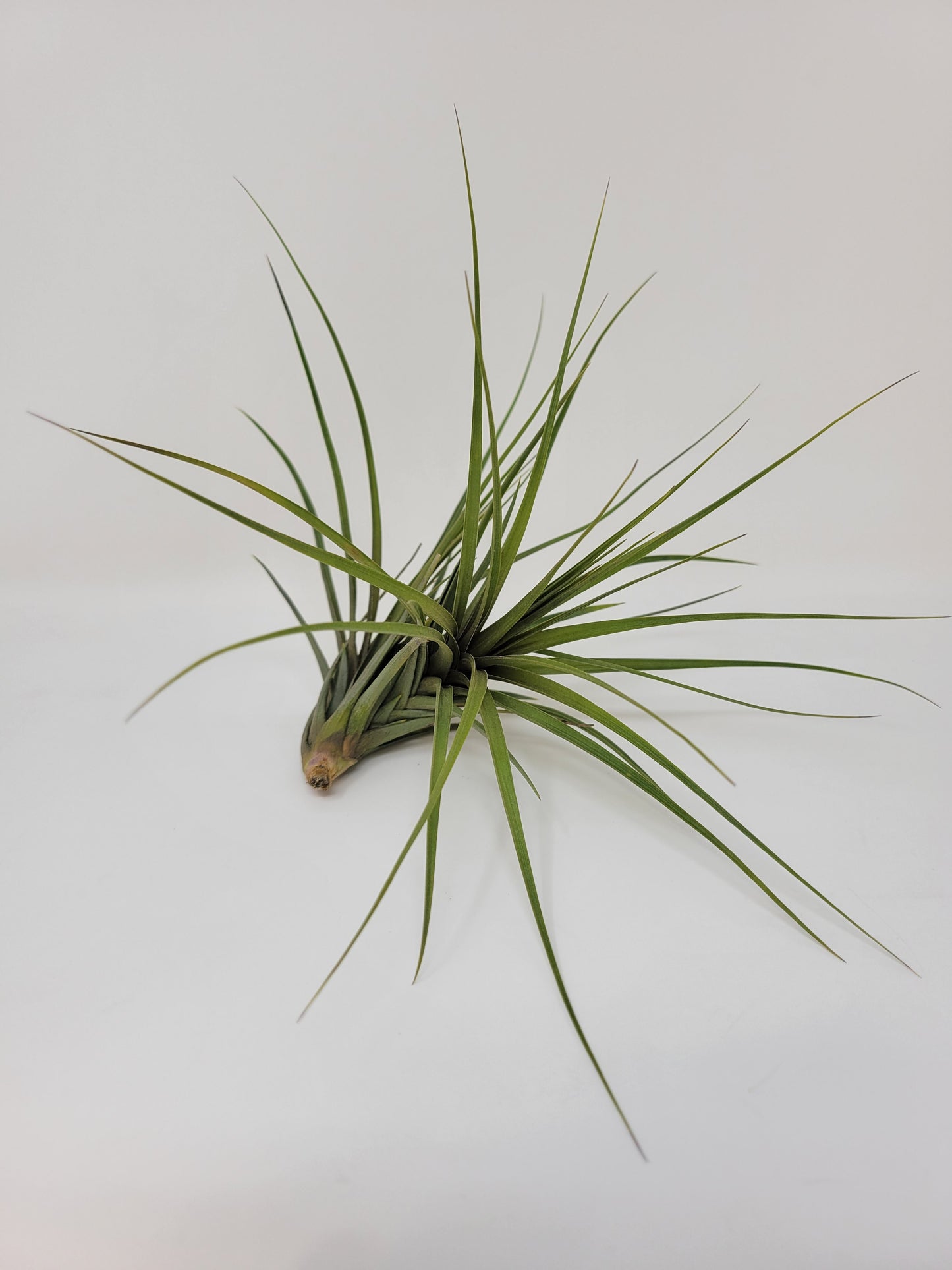 Tillandsia tenuifolia 'Blue Flower'