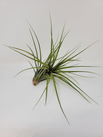 Tillandsia tenuifolia 'Blue Flower'