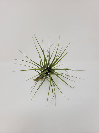 Tillandsia tenuifolia 'Blue Flower'