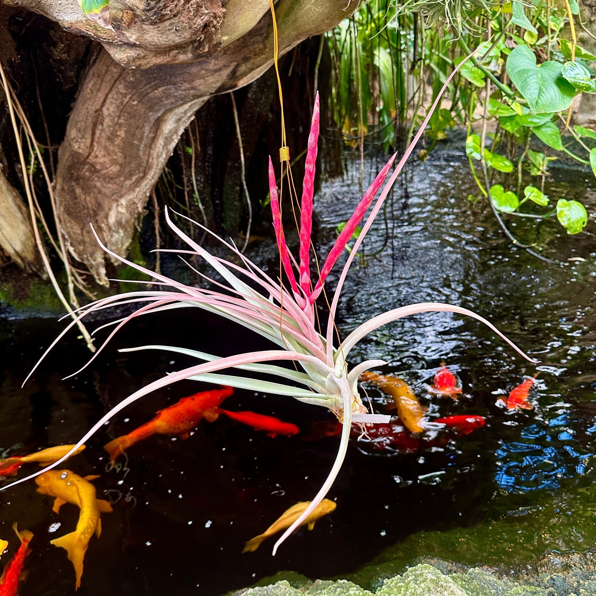 Specimen 10, One Available - Rainforest Flora
