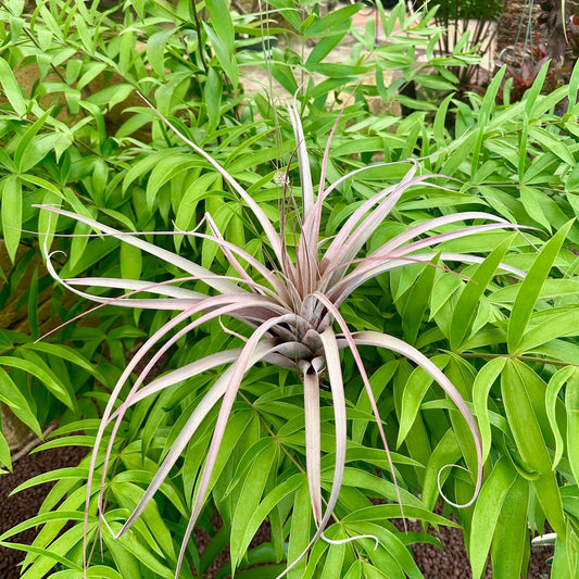 Specimen 9, One Available - Rainforest Flora
