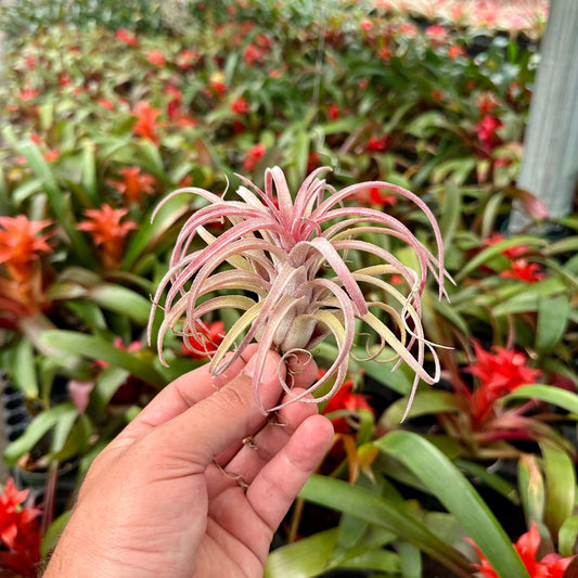 Tillandsia ‘The Twisted Predator’ (T. ionantha Predator x T. streptophylla) - Rainforest Flora