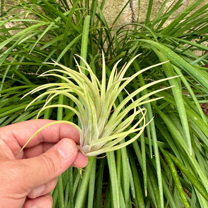 Tillandsia 'Victoria Red Splendor' - Rainforest Flora