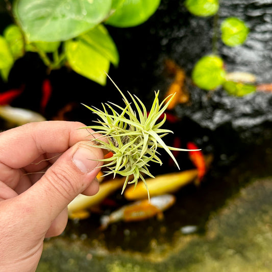 Rainforest Flora - Tillandsia cocoensis small - above view