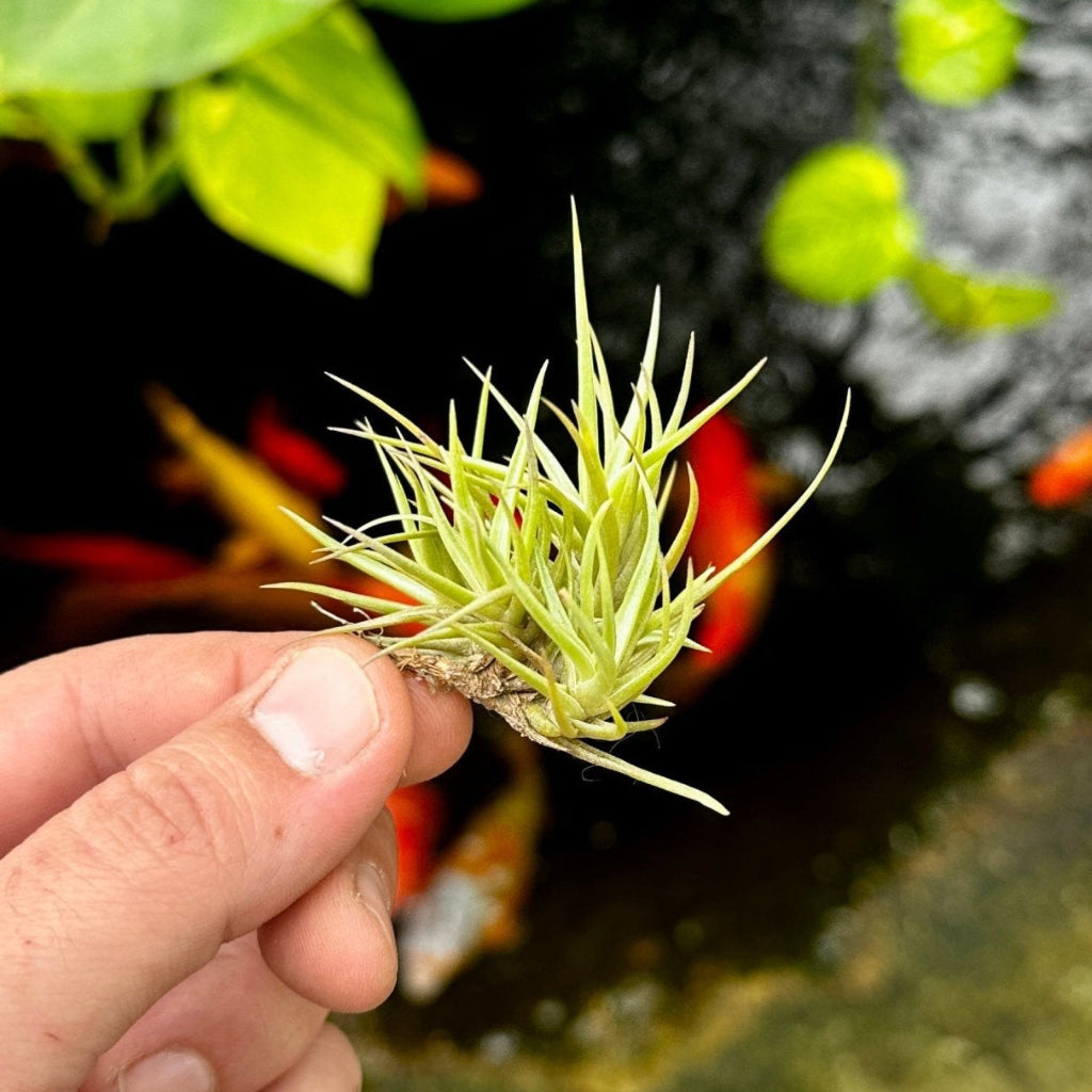 Tillandsia cocoensis – Rainforest Flora