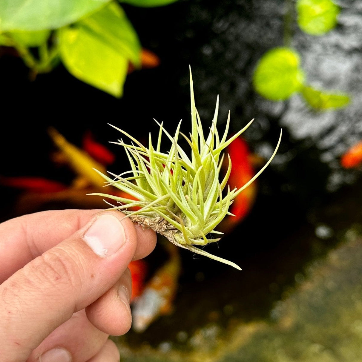 Rainforest Flora - Tillandsia cocoensis - side view