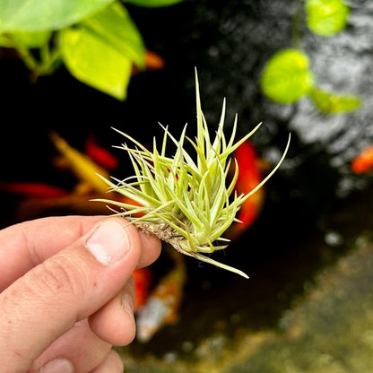Rainforest Flora - Tillandsia cocoensis - side view