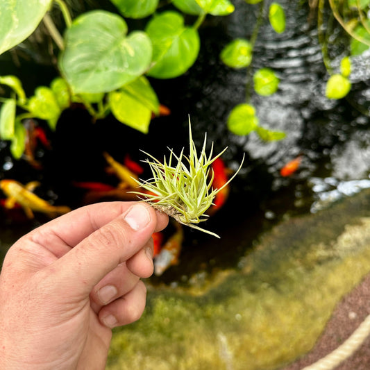 Rainforest Flora - Tillandsia cocoensis - side view