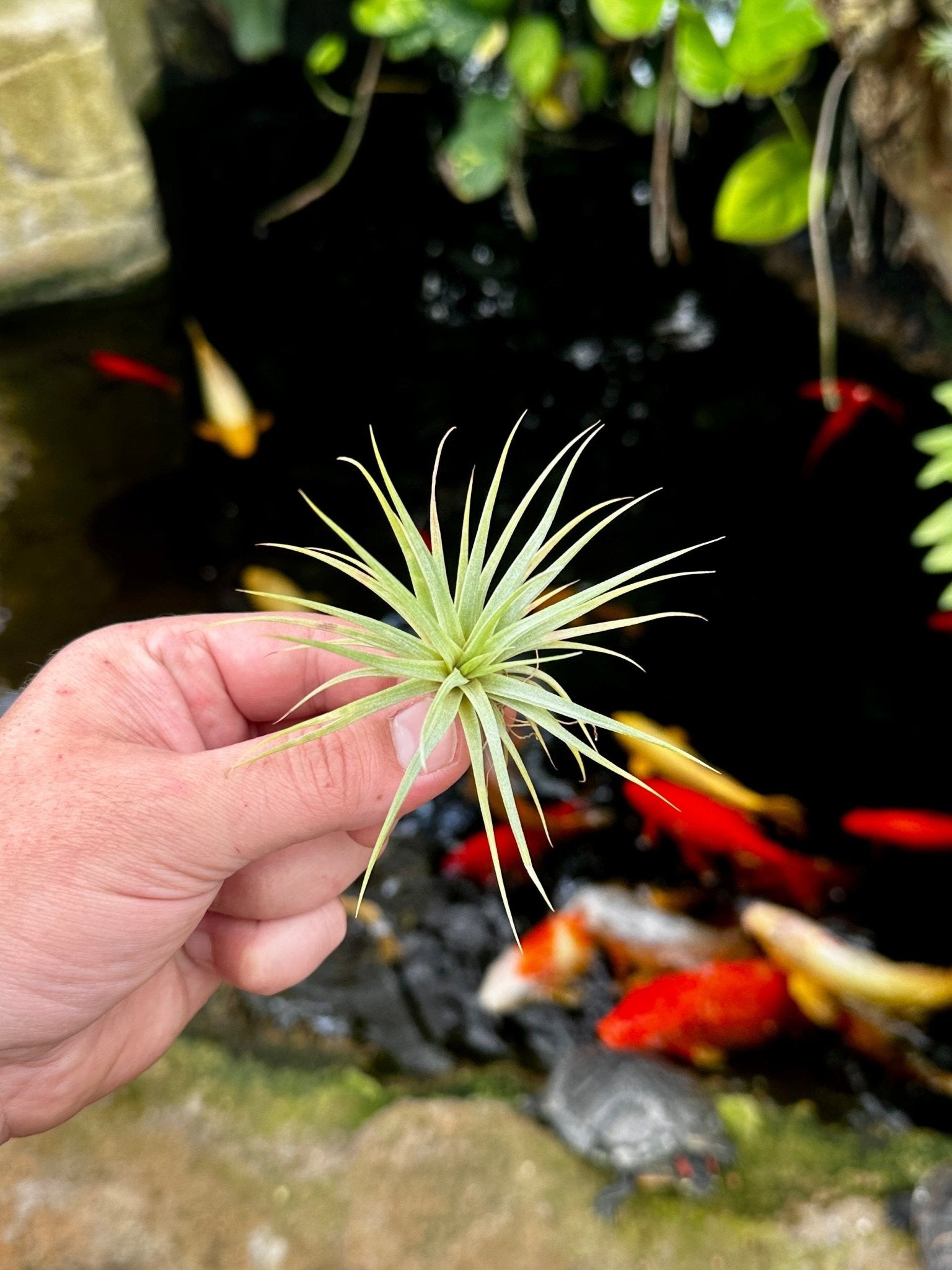 Tillandsia concolor