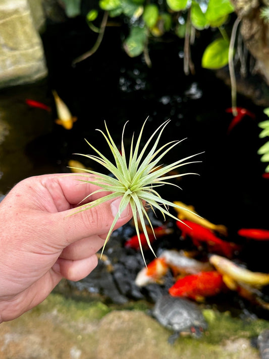 Rainforest Flora - Tillandsia concolor small - above view
