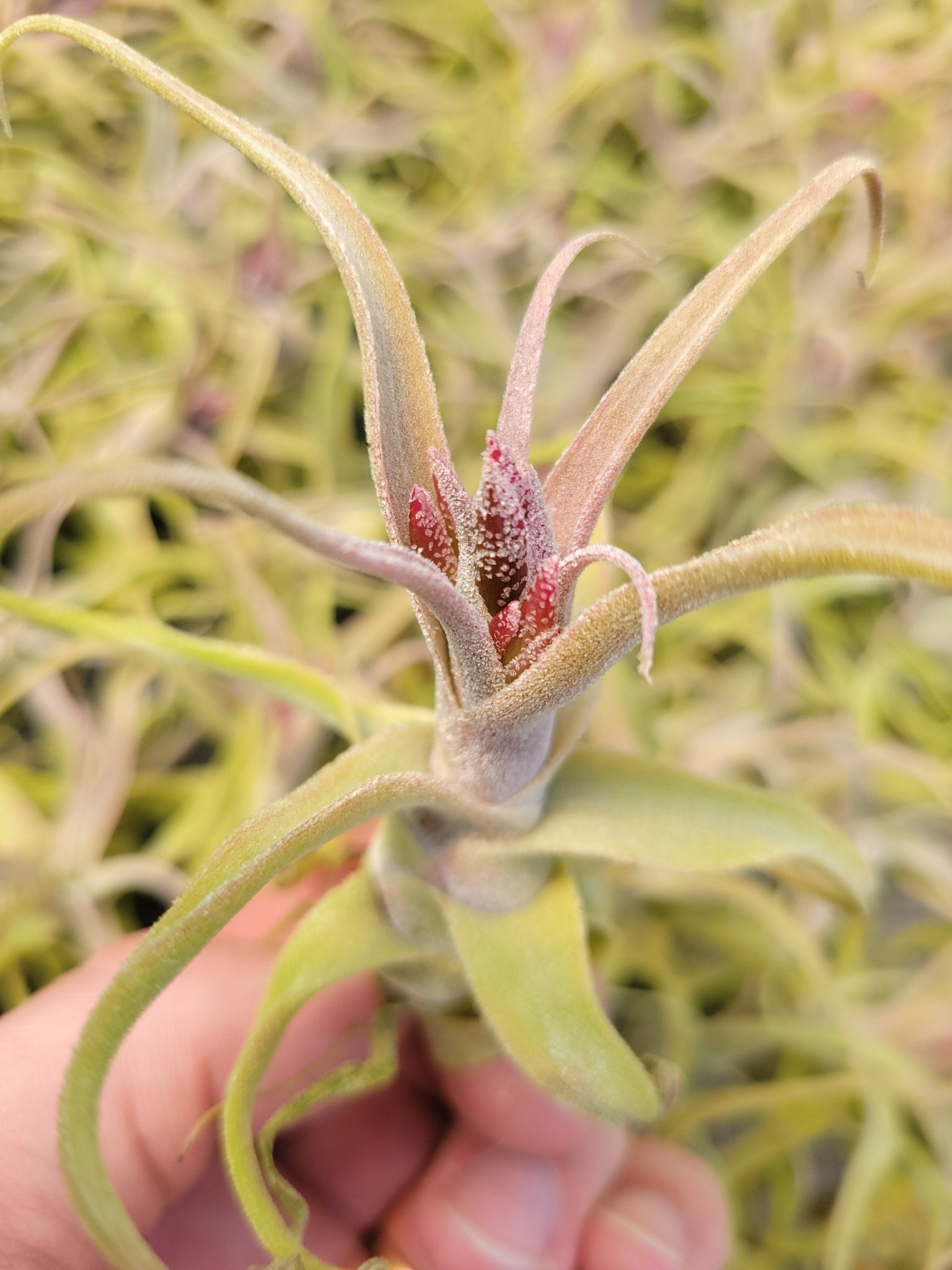 Tillandsia diguetii – Rainforest Flora