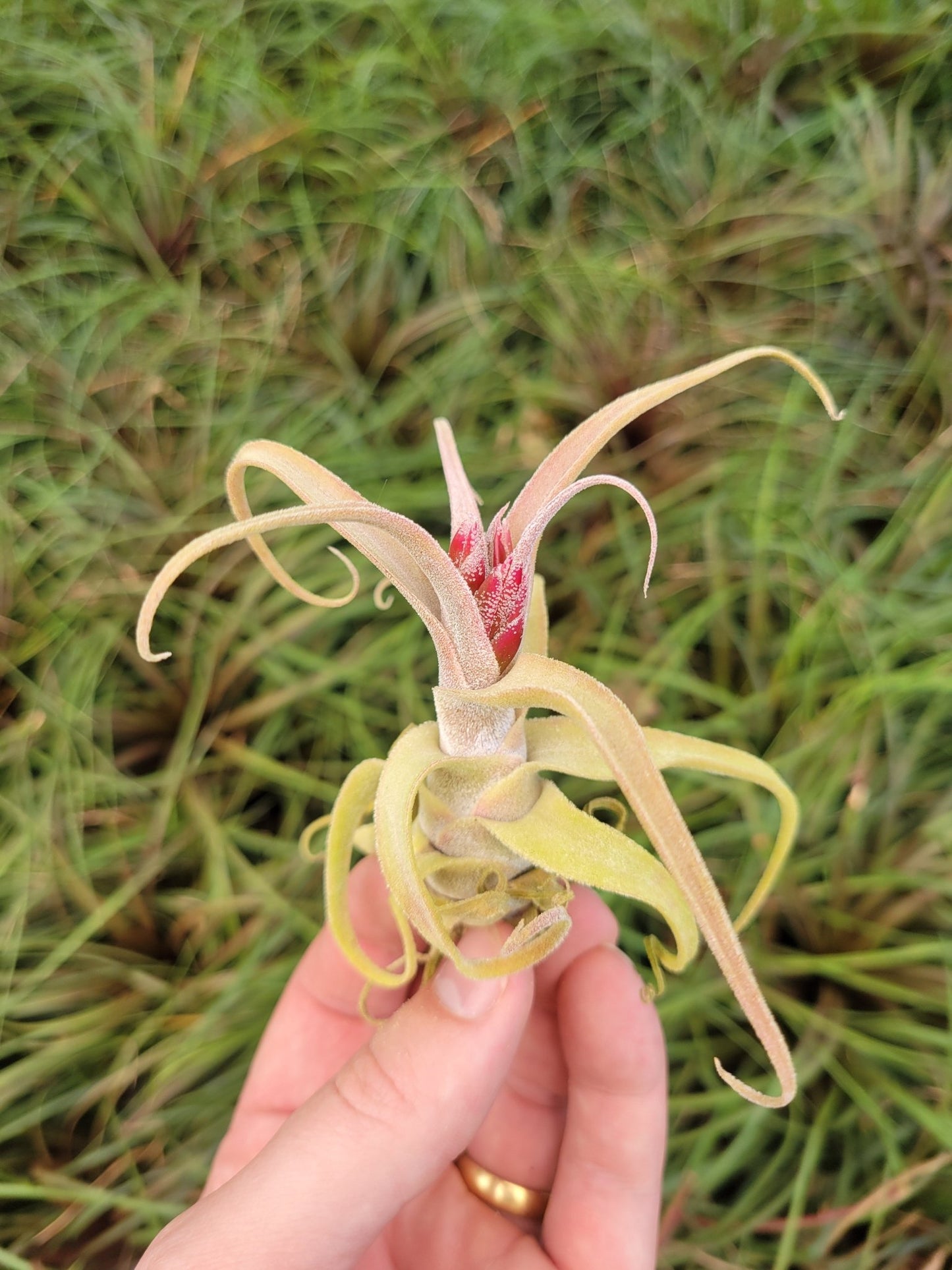 Rainforest Flora Tillandsia diguetii - front view