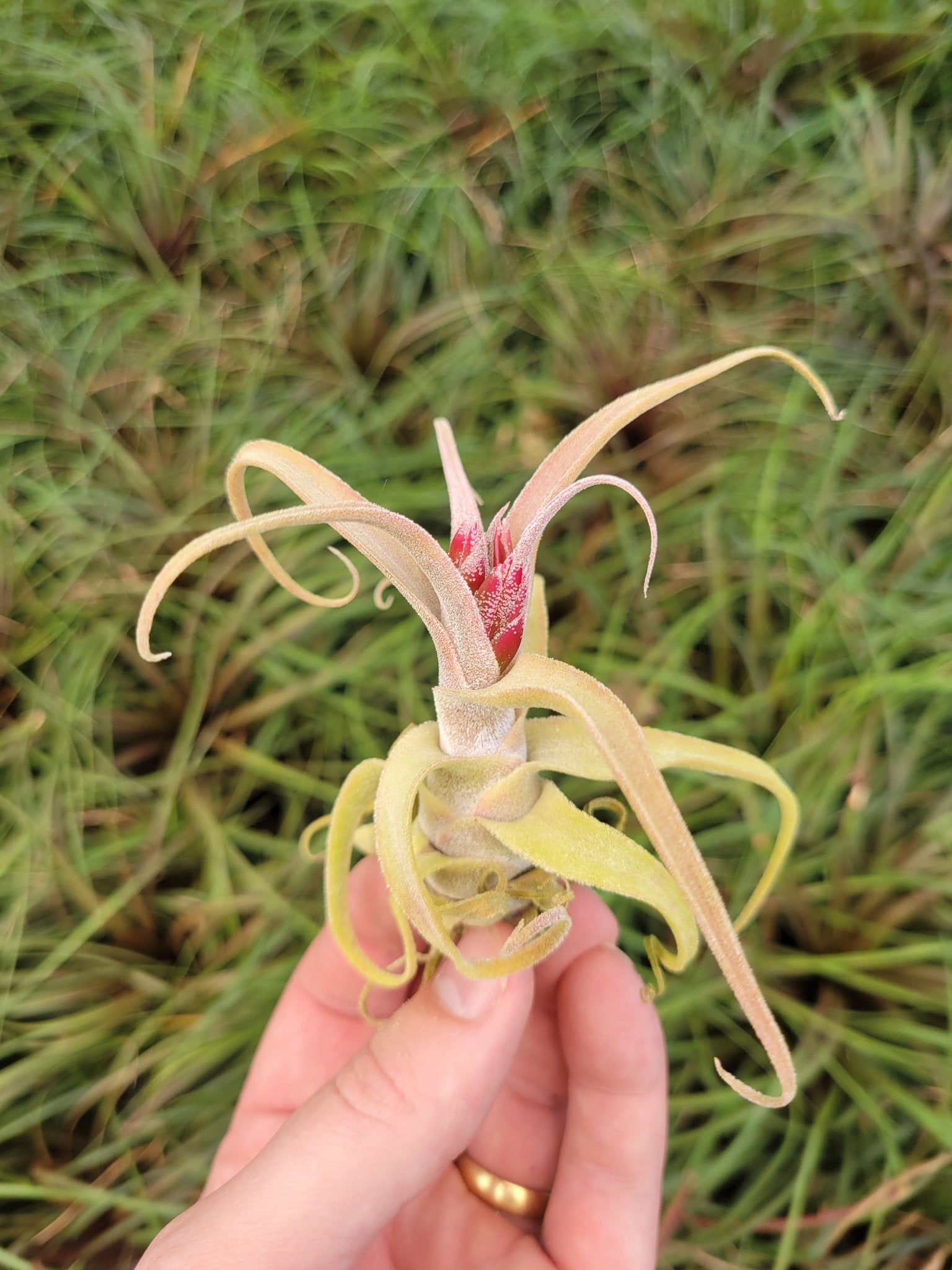 Rainforest Flora Tillandsia diguetii - front view