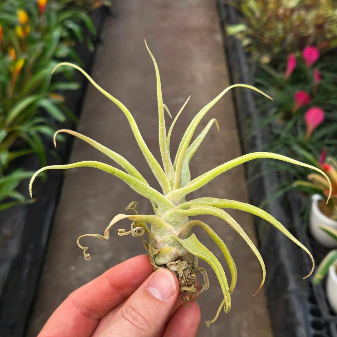 Rainforest Flora Tillandsia diguetii large - front view