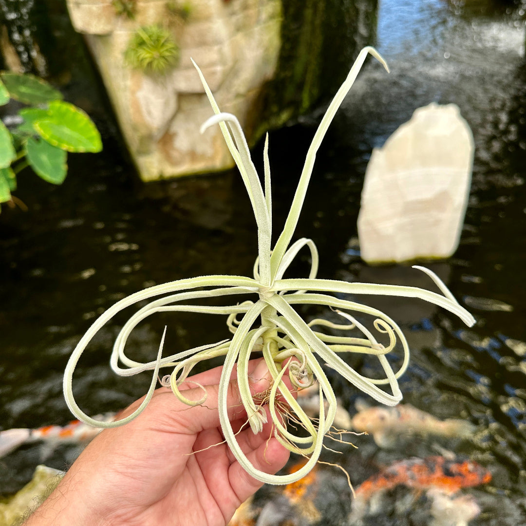 Tillandsia duratii ‘King Kong’