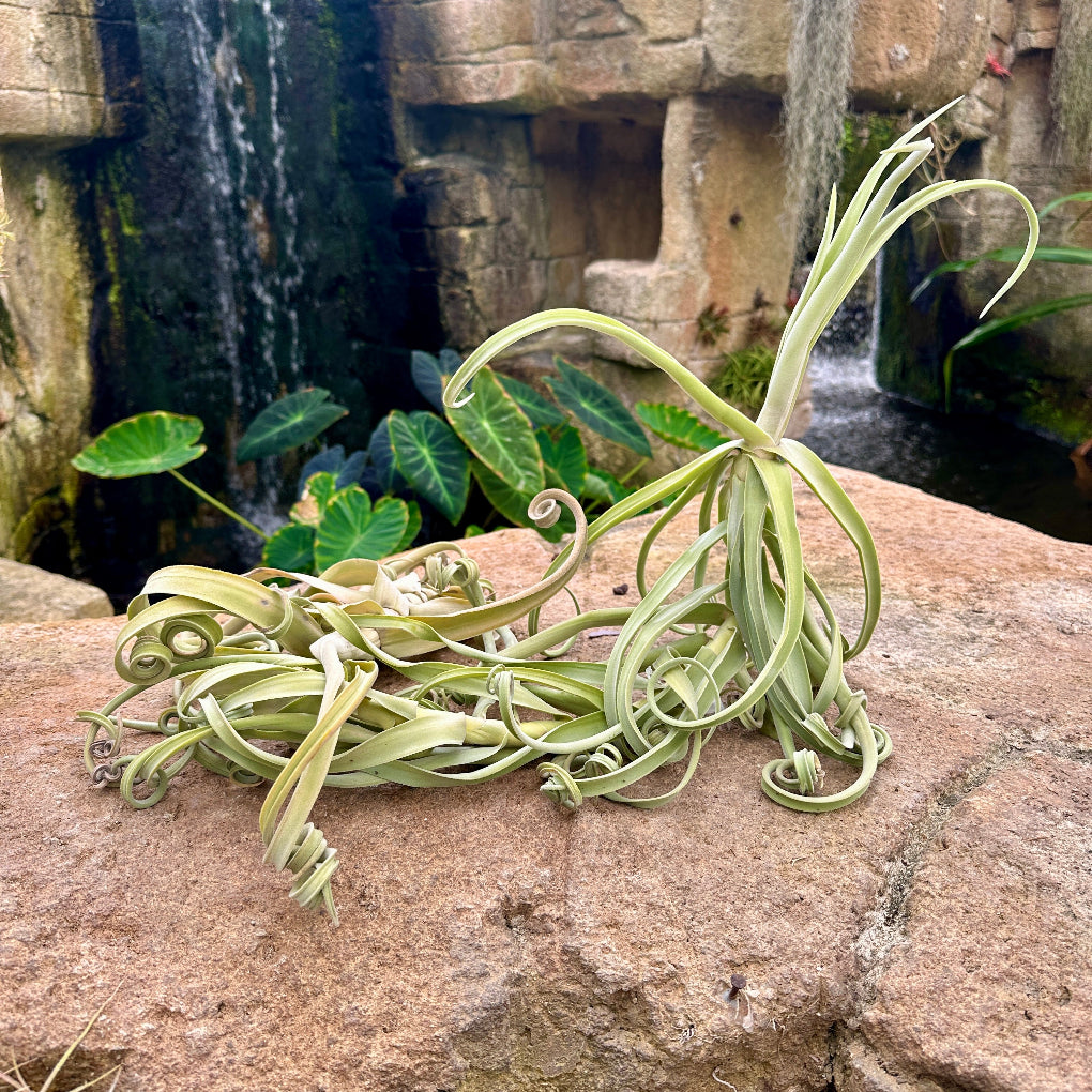 Tillandsia duratii ‘King Kong’