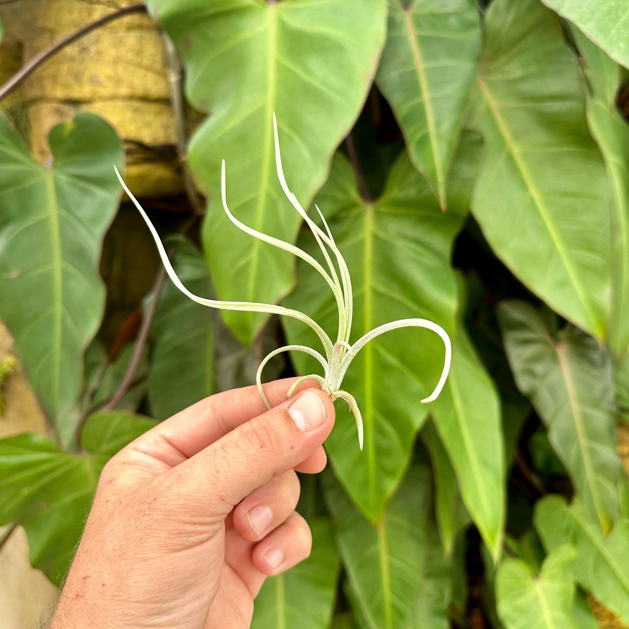 ブロメリア・エアープランツ Tillandsia exserta x 'Apretado RFI' YCB イオナンタアプレタード RFI × イオナンタ ヘーゼルナッツ Tillandsia