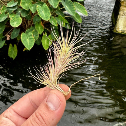Rainforest Flora - Tillandsia funckiana small - side view