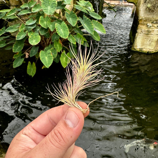 Rainforest Flora - Tillandsia funckiana small - side view