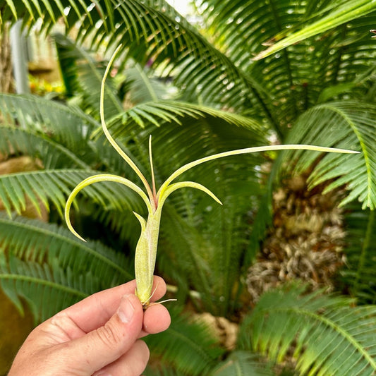 Rainforest Flora - Tillandsia intermedia medium - side view
