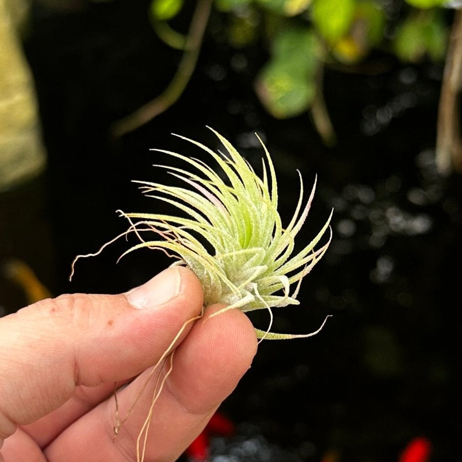 Tillandsia ionantha 'Mexico' – Rainforest Flora